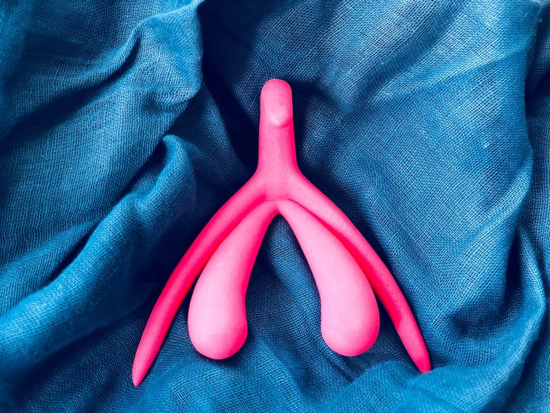 Clitoris anatomy model on blue fabric background
