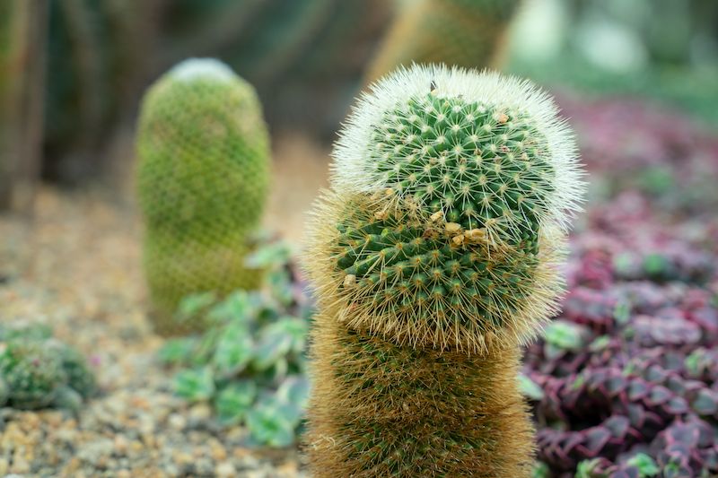 Penis shaped cactus garden