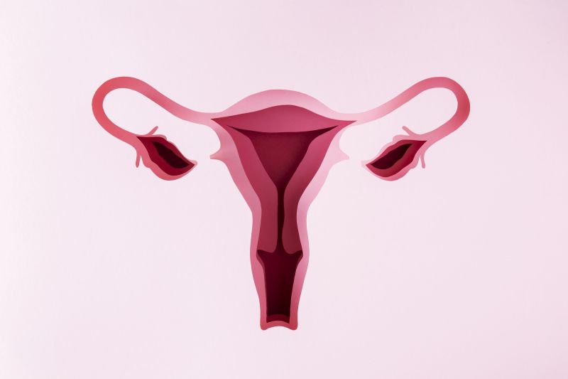 Pink graphic of female reproductive anatomy