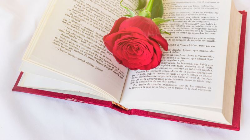 Red rose on pages of book