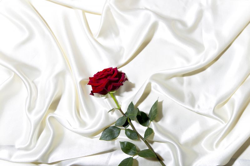 Rose rouge des feuilles de satin blanc