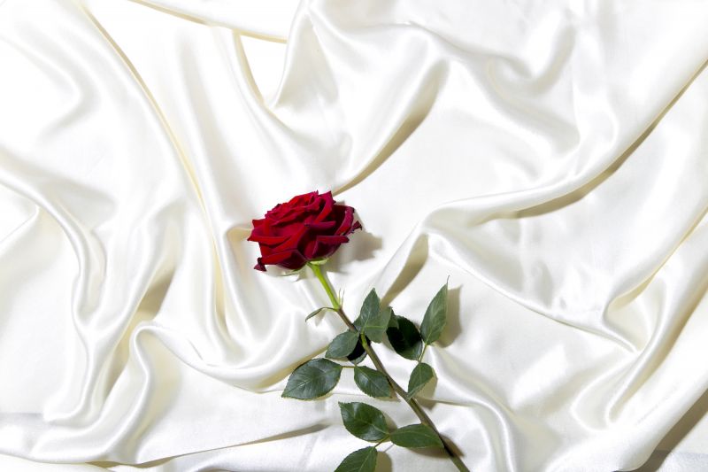 Red rose of white satin sheets