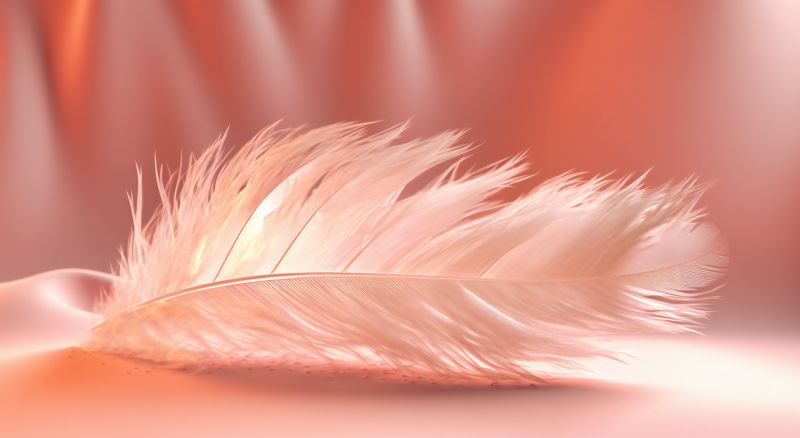 White feather on pink serene background