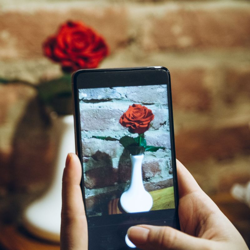 Woman taking photo of red rose on phone